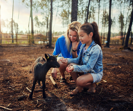 Animal Care
